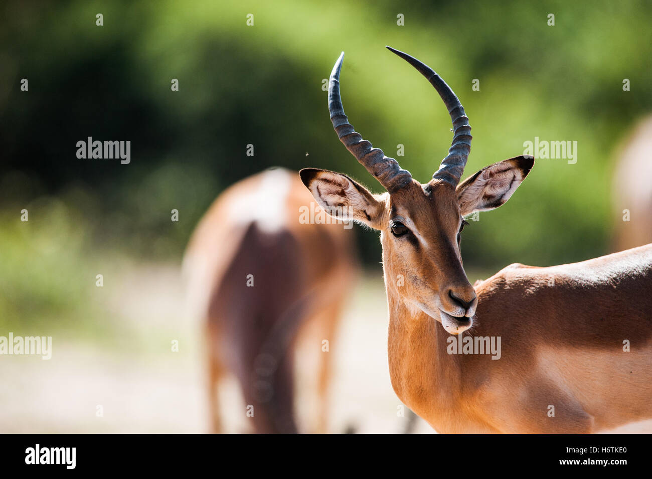 Billet d, jeu, tournoi, jouer, jouer, joue, joue, parc, animal, sauvage, Banque D'Images