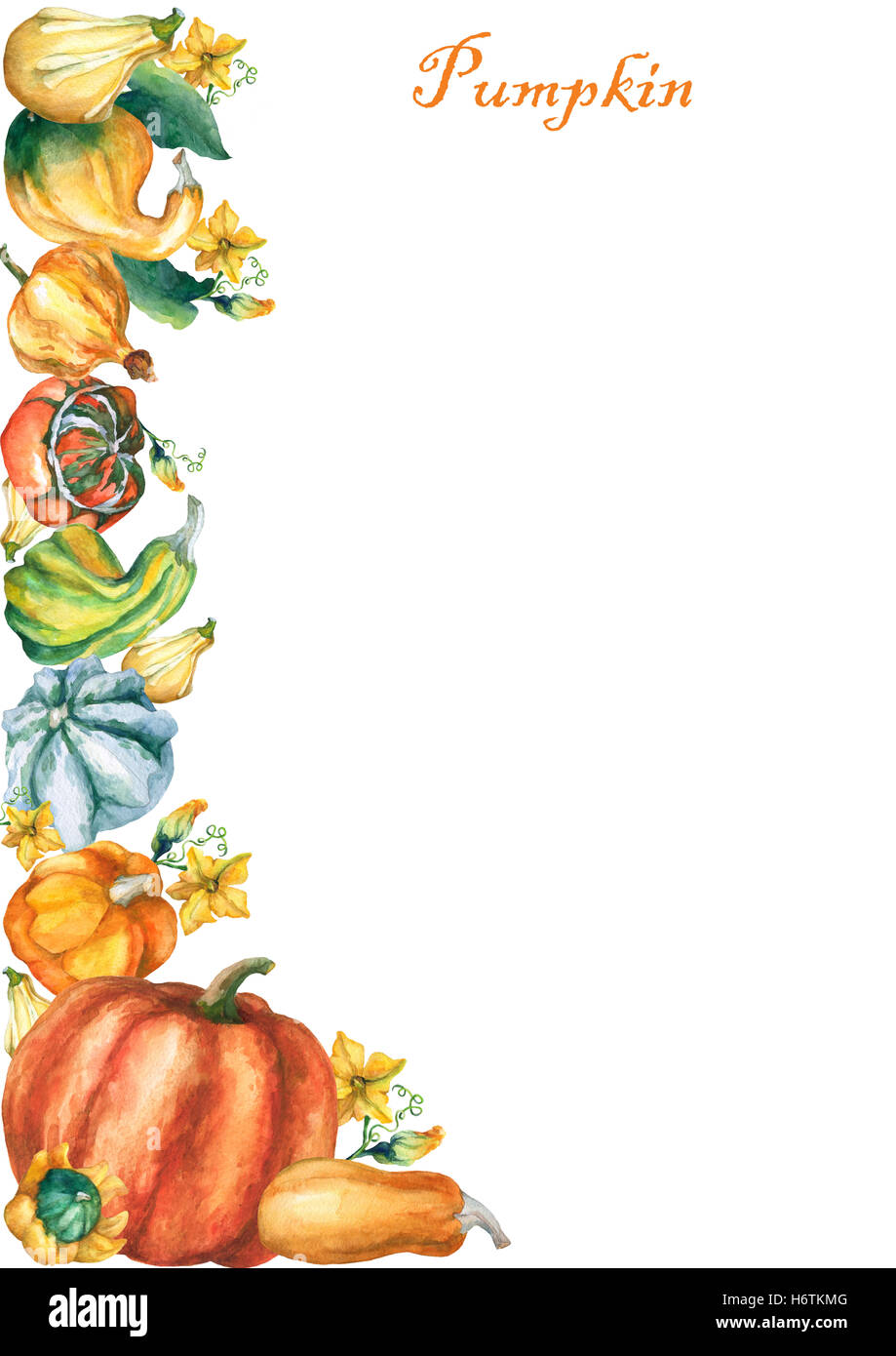 Modèle avec citrouilles décoratives de l'aquarelle sur fond blanc. Banque D'Images