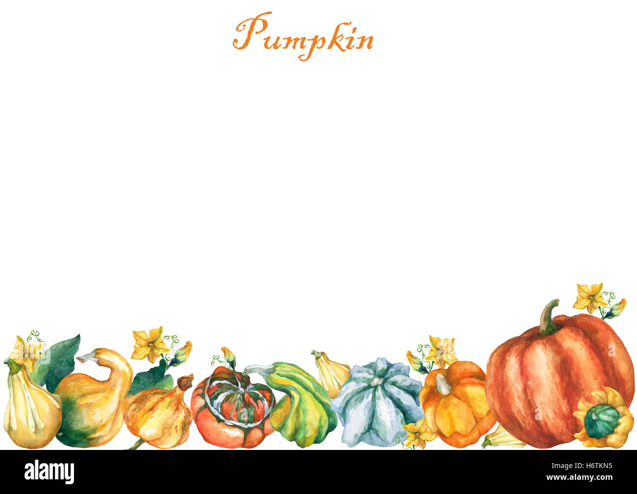 Les citrouilles. Modèle avec citrouilles décoratives de l'aquarelle sur fond blanc. Banque D'Images