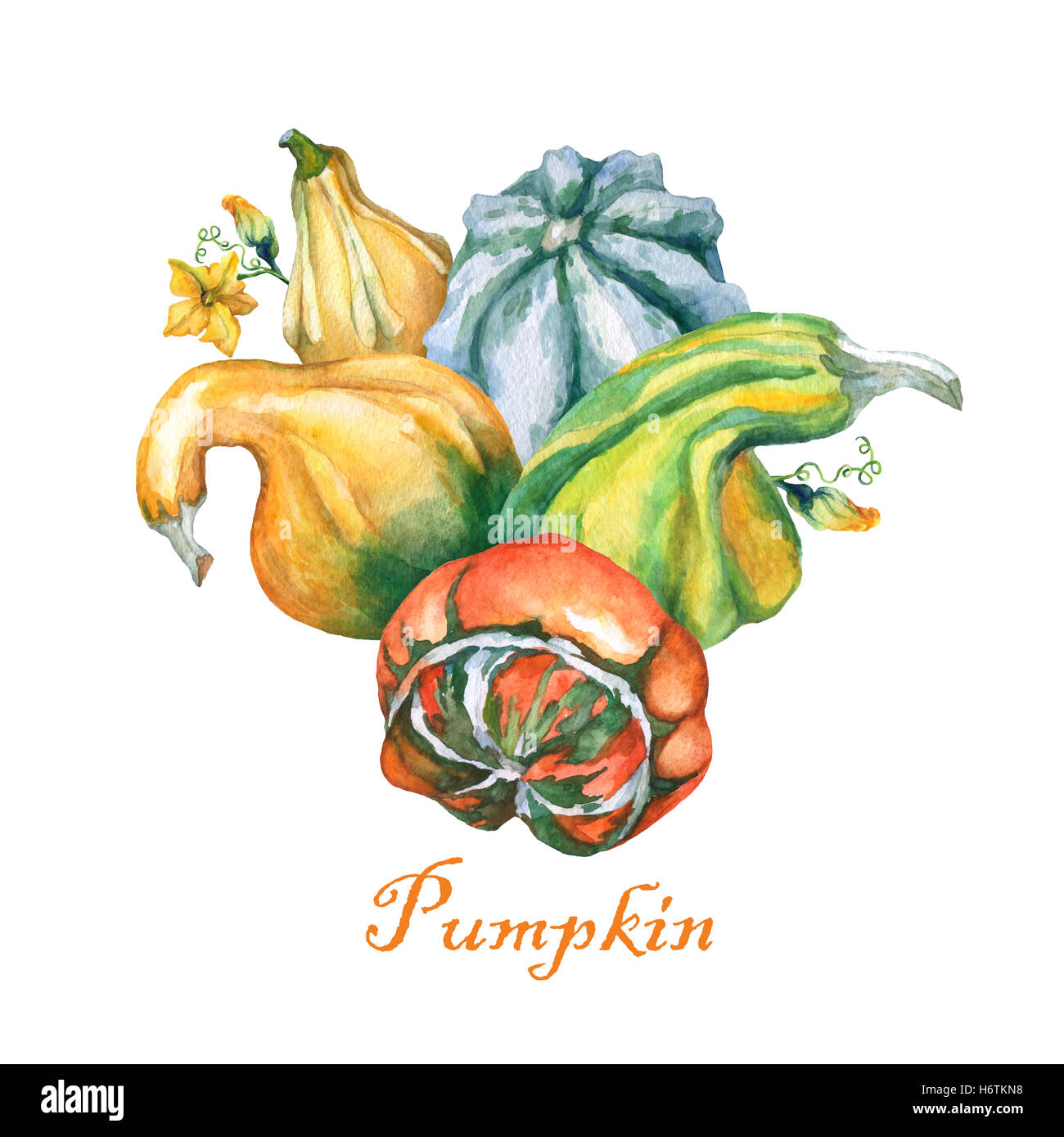 Les citrouilles. Citrouilles décoratives de l'aquarelle sur fond blanc. Banque D'Images