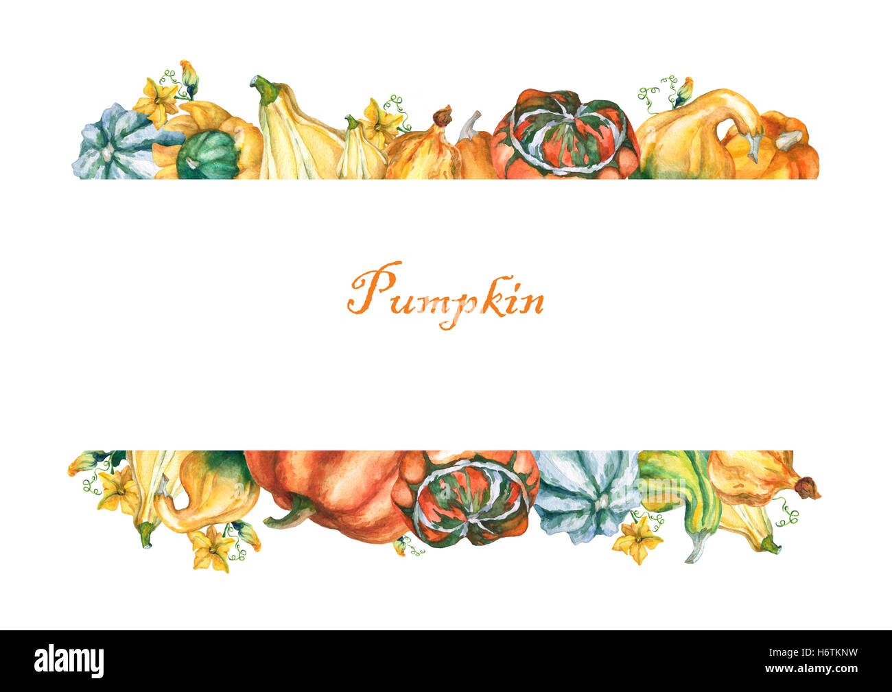 Les citrouilles. Modèle avec citrouilles décoratives de l'aquarelle sur fond blanc. Banque D'Images