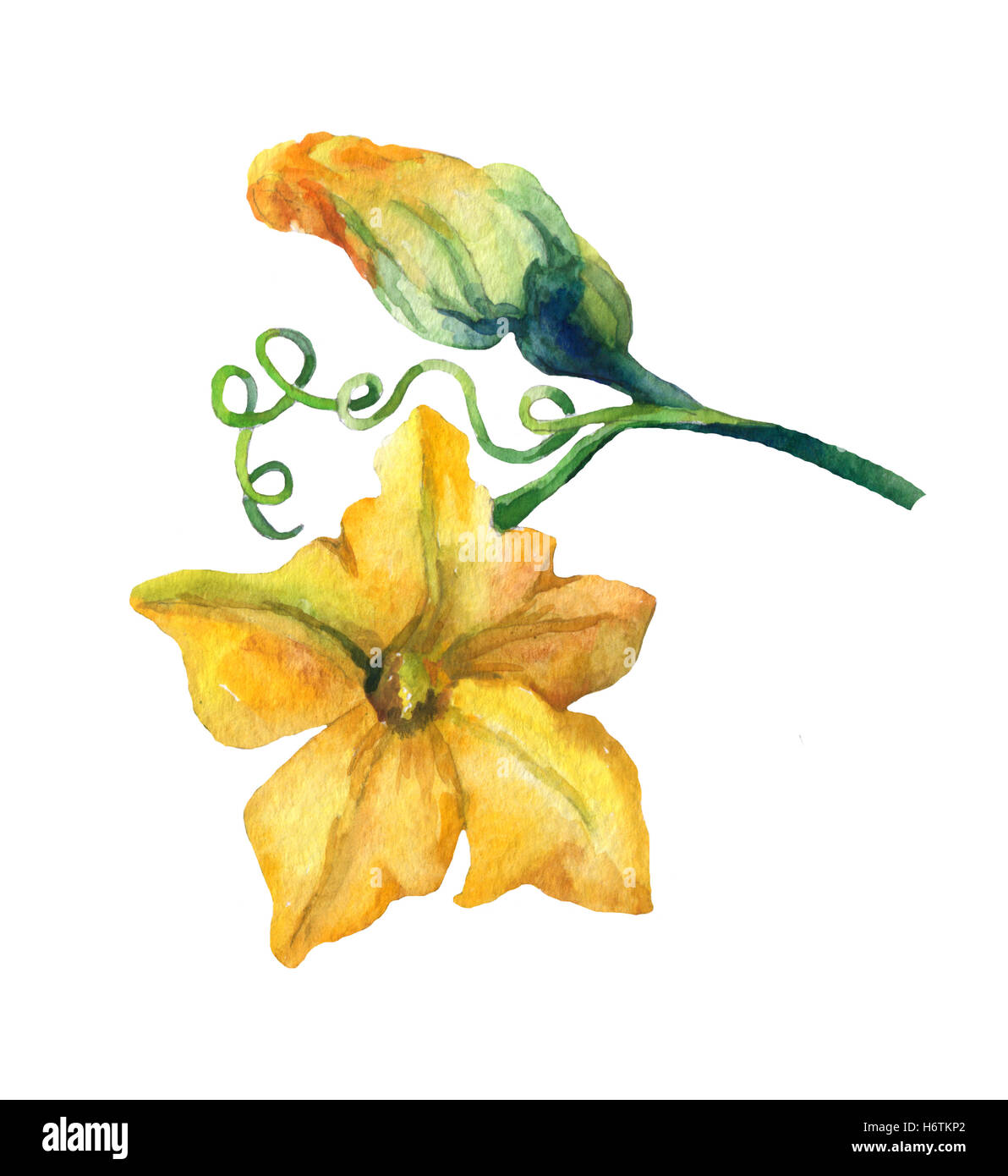 Fleur de citrouille de l'aquarelle sur fond blanc. Banque D'Images