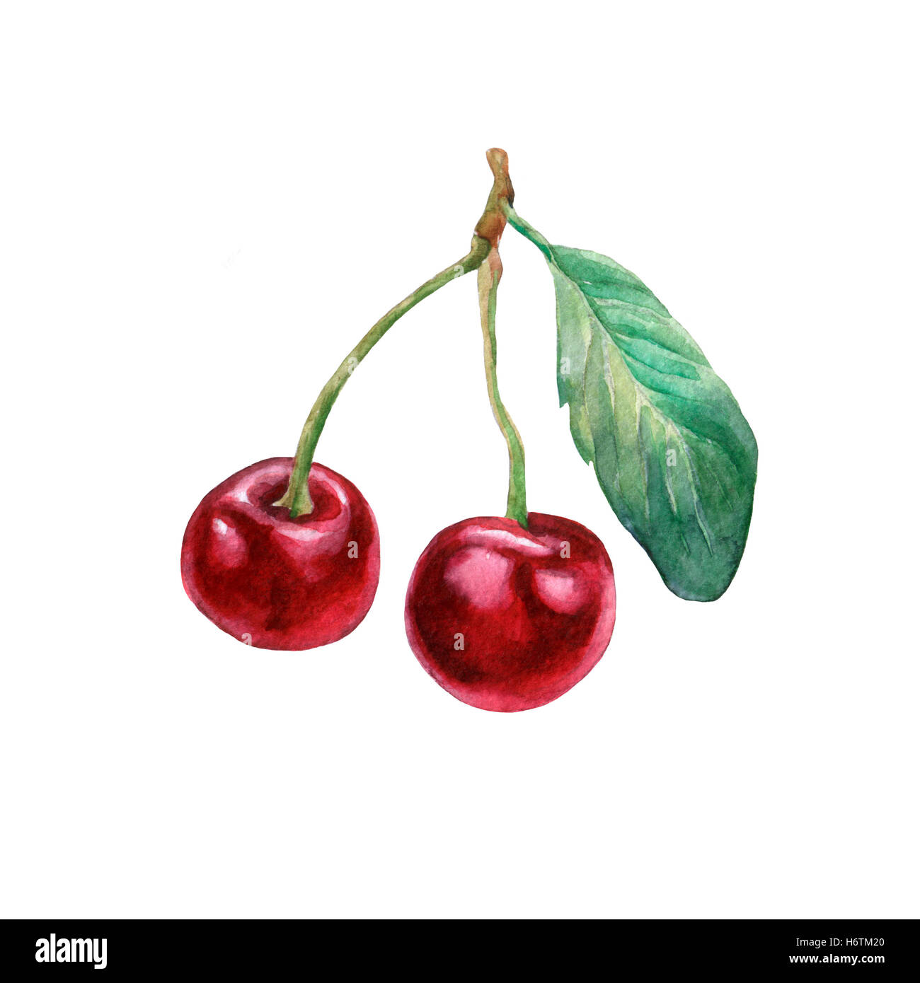 Les cerises. La main de l'aquarelle sur fond blanc. Banque D'Images
