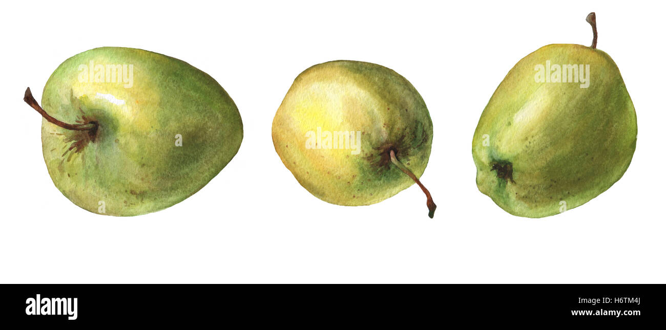 Pomme verte. La main de l'aquarelle sur fond blanc. Banque D'Images