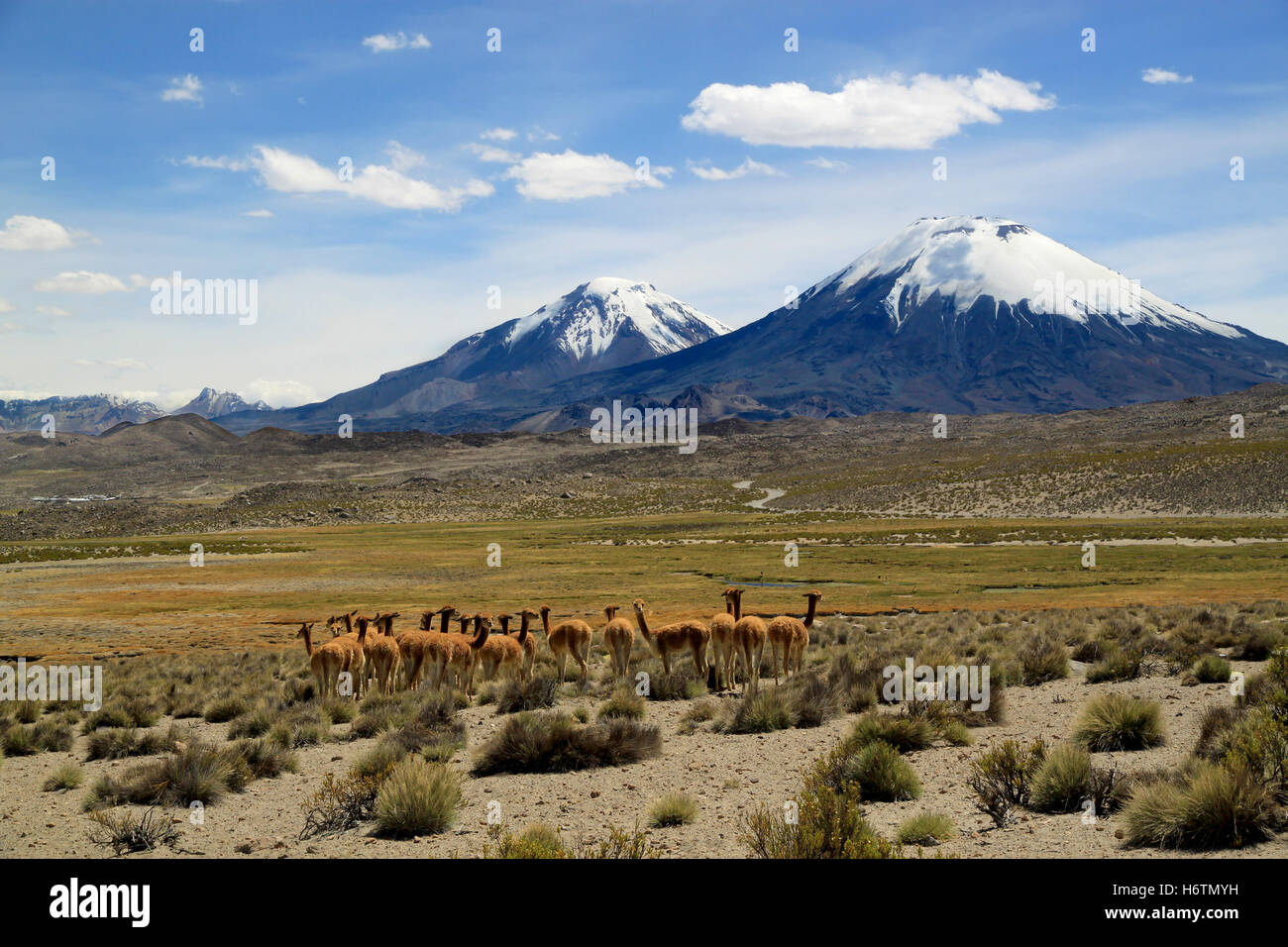 Vigognes près de volcans. Payachata au groupe volcanique de Lauca, Chili Banque D'Images