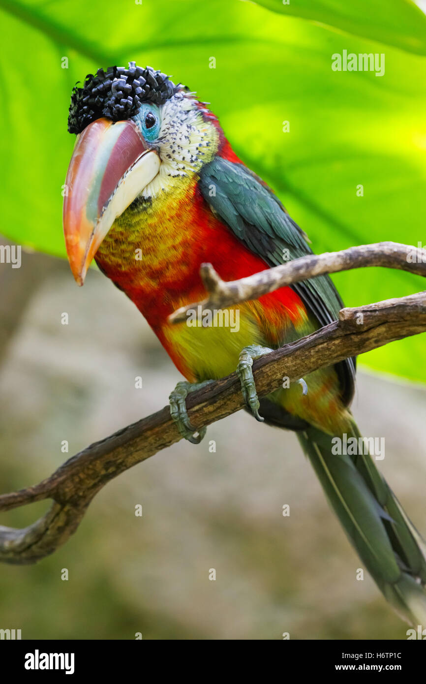 Bird, jungle, tropical, amazon, colorée, forêt tropicale, forêt tropicale, belle, Banque D'Images