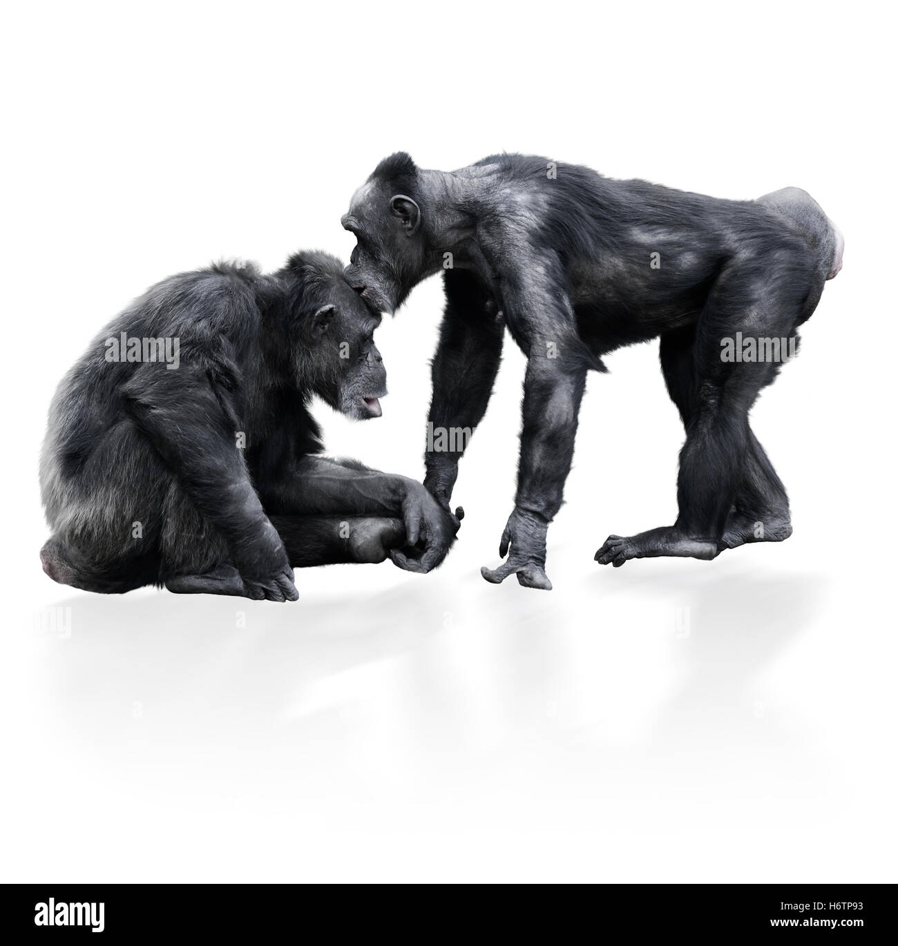 Faune animal gros plan jetblack basané noir deep black chimpanzé embrassant amis gros gros énorme puissante extrême Banque D'Images