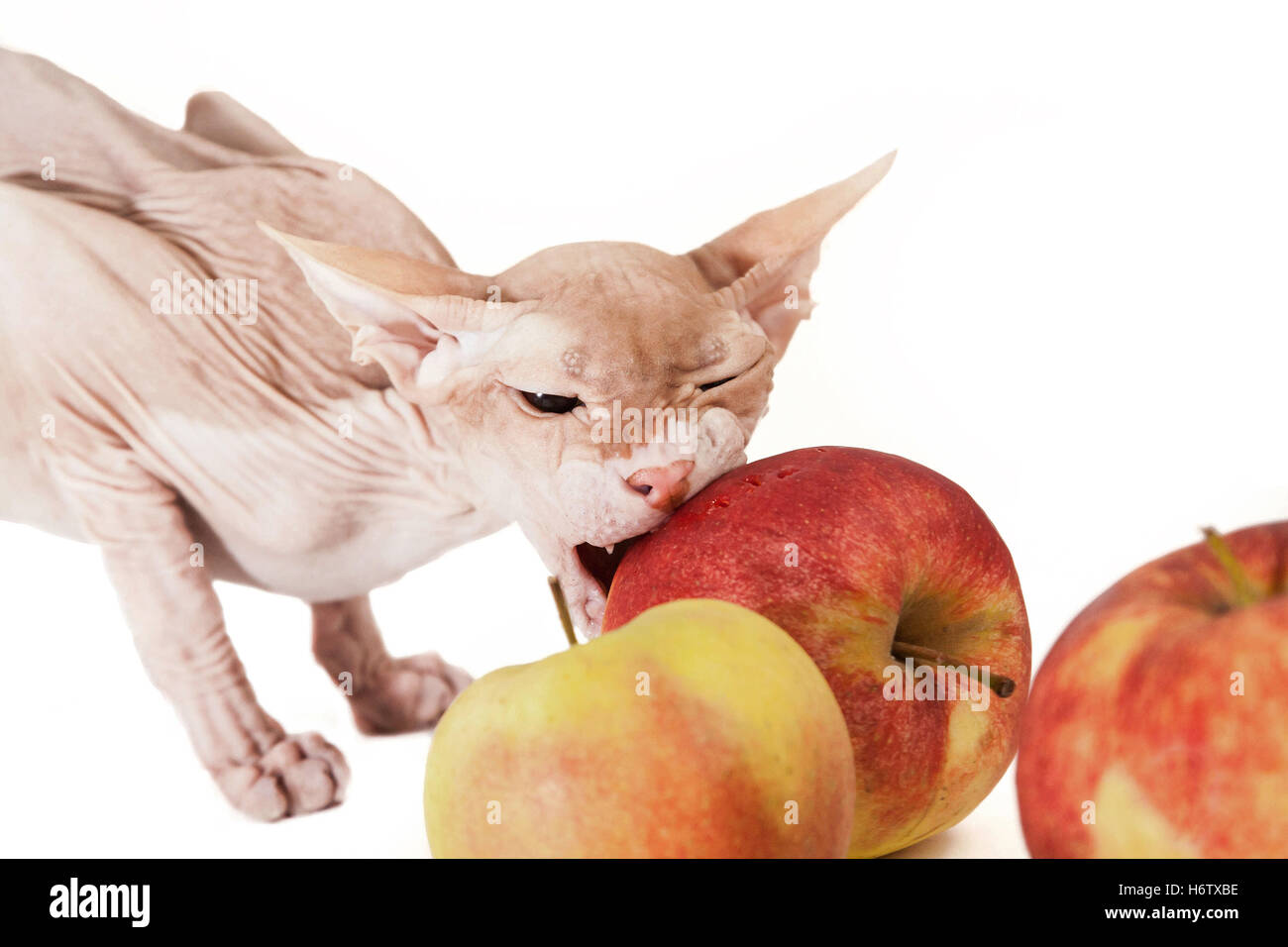 Aliment alimentation animale santé animal yeux jetant un coup d'oeil à la vue voir regardant friendly genre accostage dapper fruits Banque D'Images