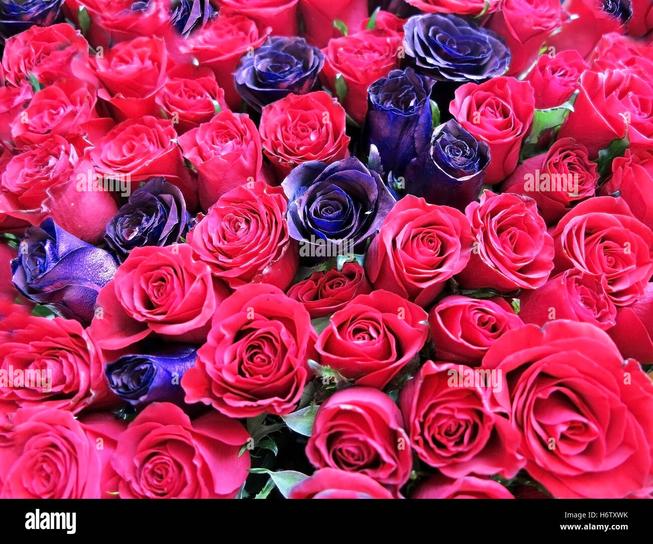 Arrière-plan de roses rouge et violet Banque D'Images