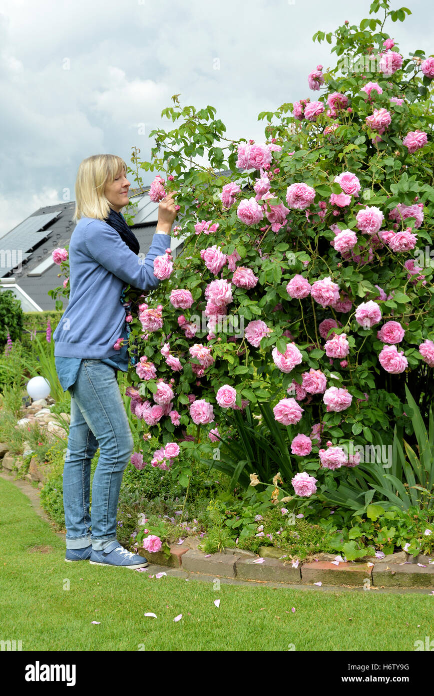 Femme fleur rose est une plante de jardin jardins récupération bouquet de roses spa wellness femme rose jardin bleu fleur rose de l'été plante Banque D'Images