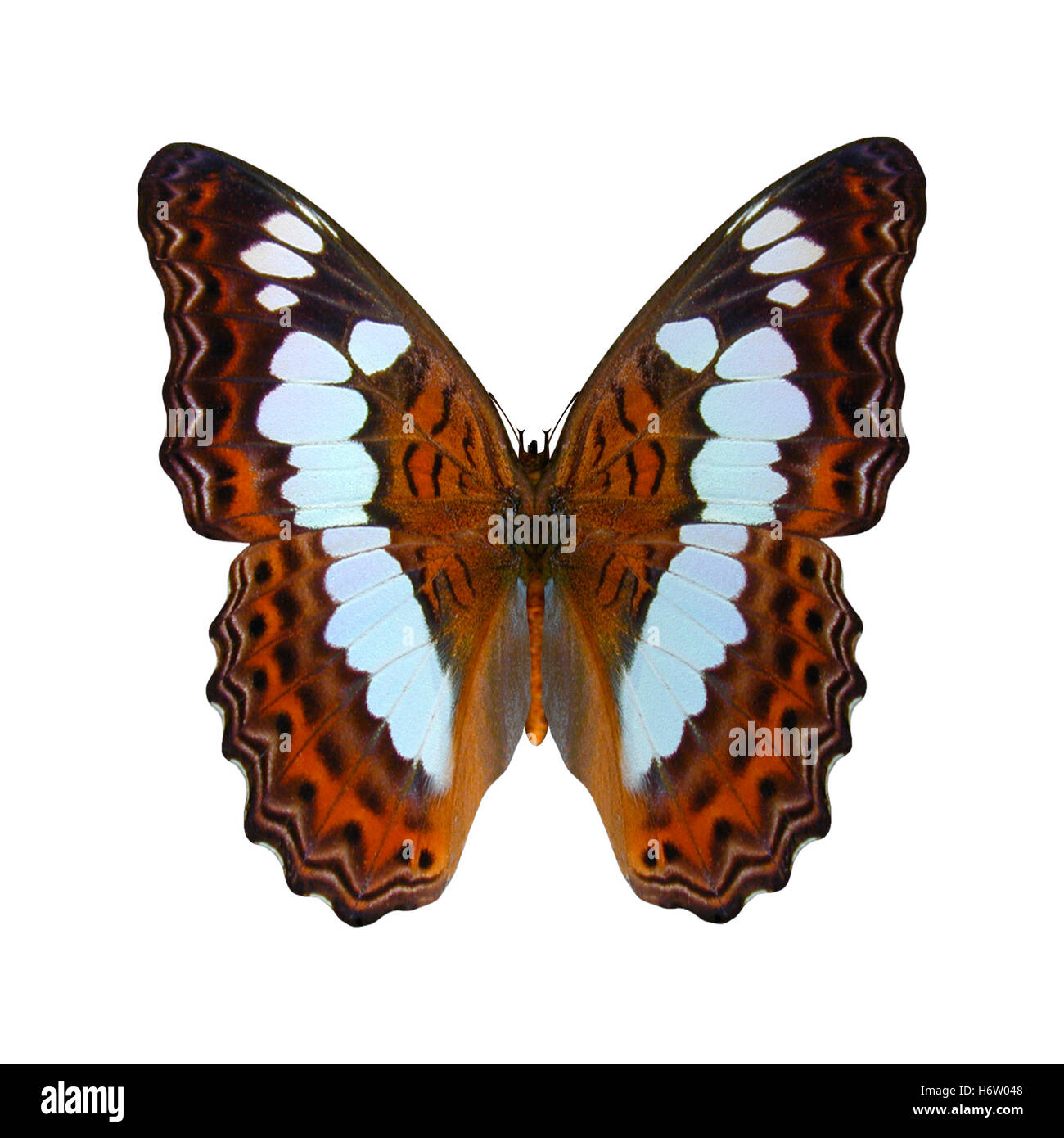 Belle beauteously bel environnement isolé de l'environnement animal gros plan couleur insectes insectes de l'été animaux papillon Banque D'Images