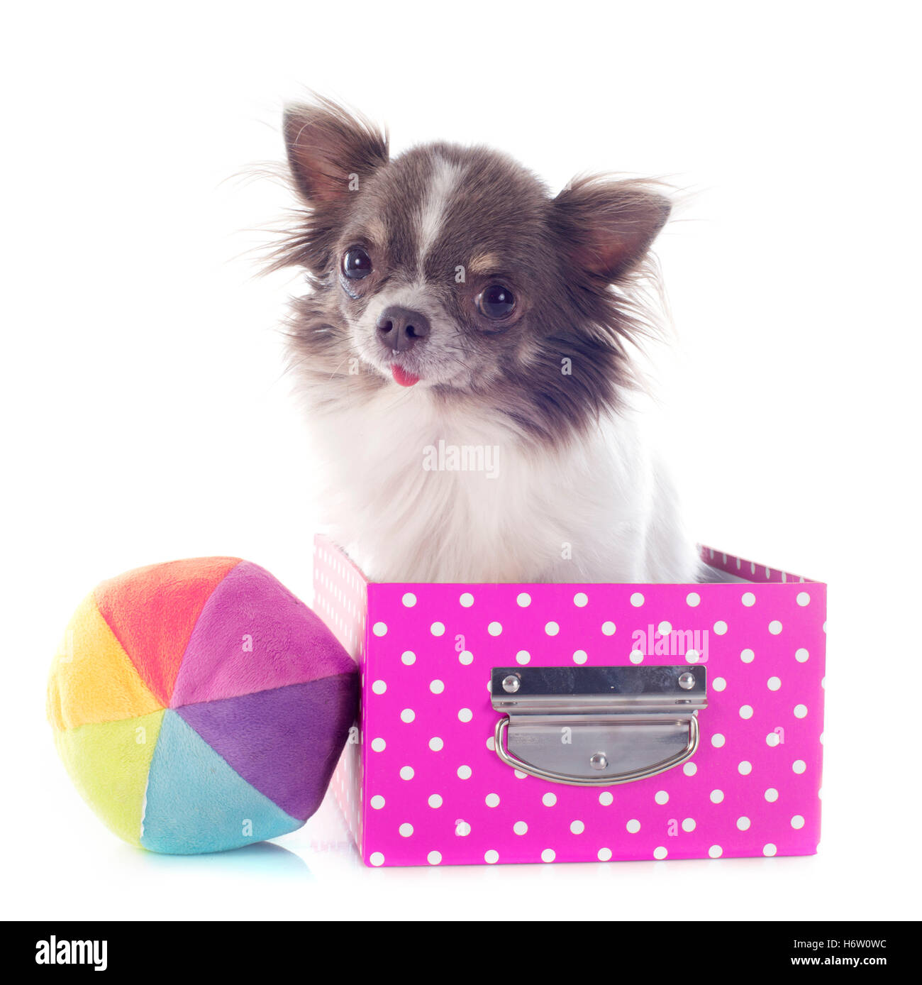 Jouet chien chiot boîte boîtes belle balle beauteously pet animal nice brunâtre brun petite brunette toute petite courte cadeau studio Banque D'Images