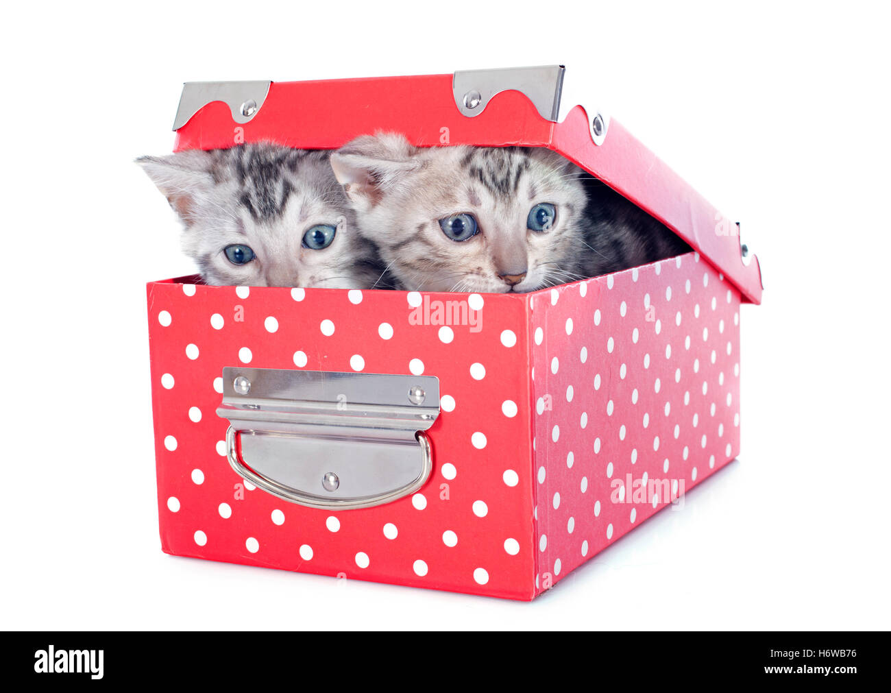 Boîte boîtes chats chat chaton bébé chat minou chat domestique deux belles beauteously animal nice studio animal de race pure vigilance Banque D'Images