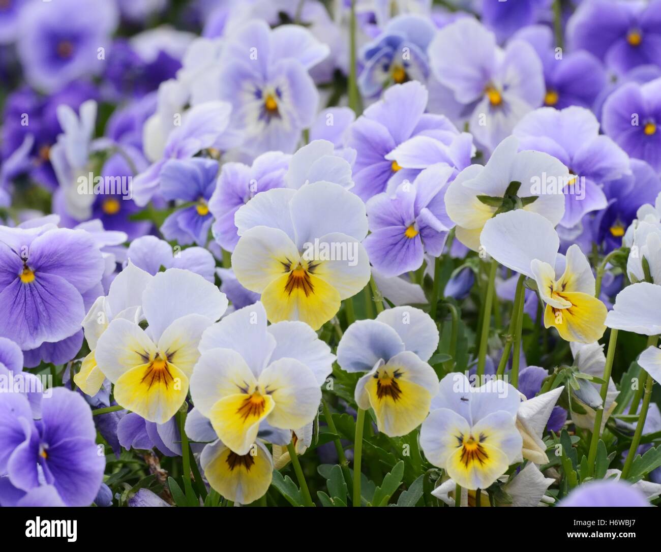 Jardin des Plantes Fleurs Feuilles fleur fleurir flore botanique fleurs champ florissant pourpre violet printemps en fleurs pétales Banque D'Images