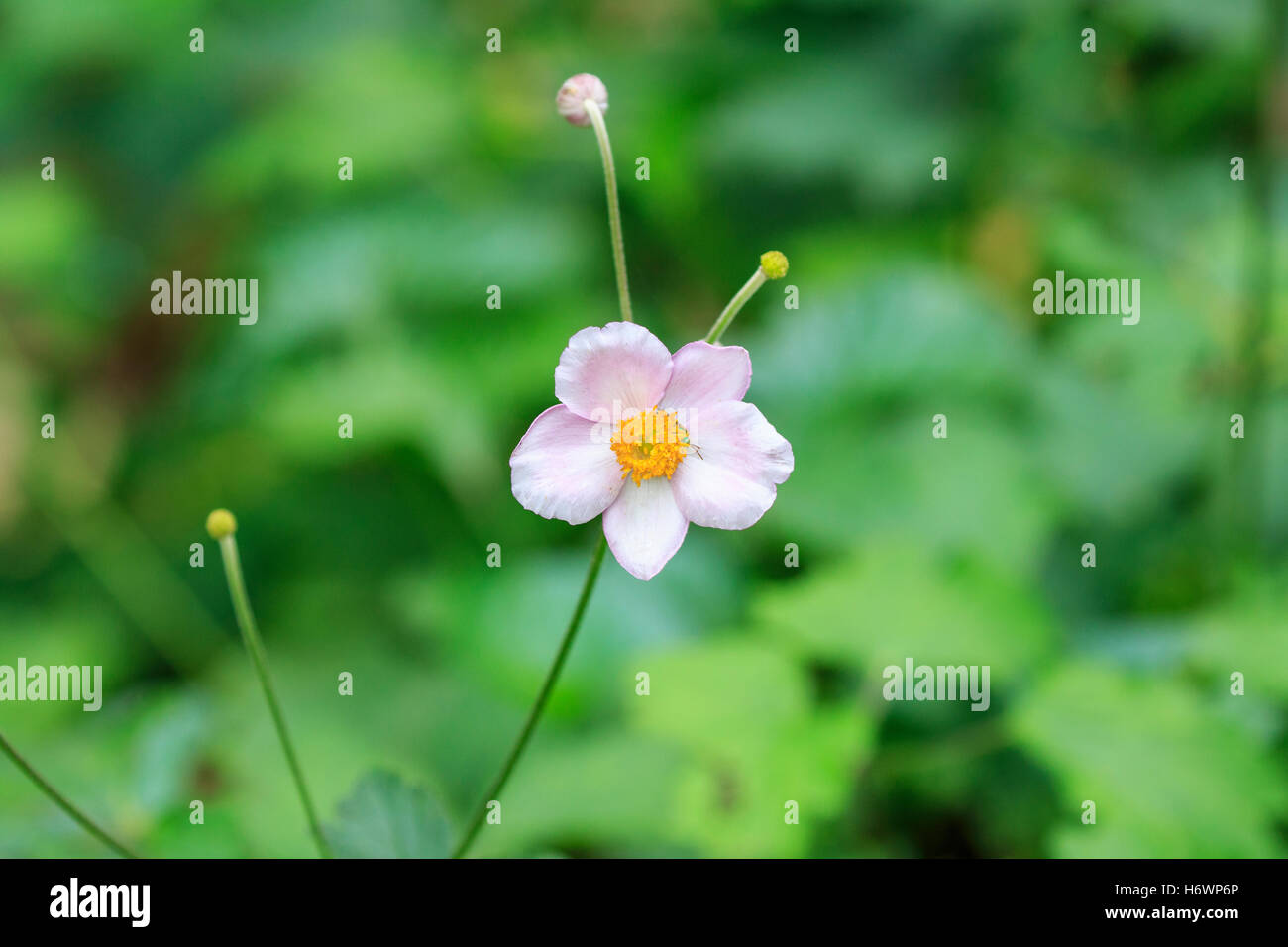 Anémone Anémone hupehensis (japonais) dans un jardin. Banque D'Images