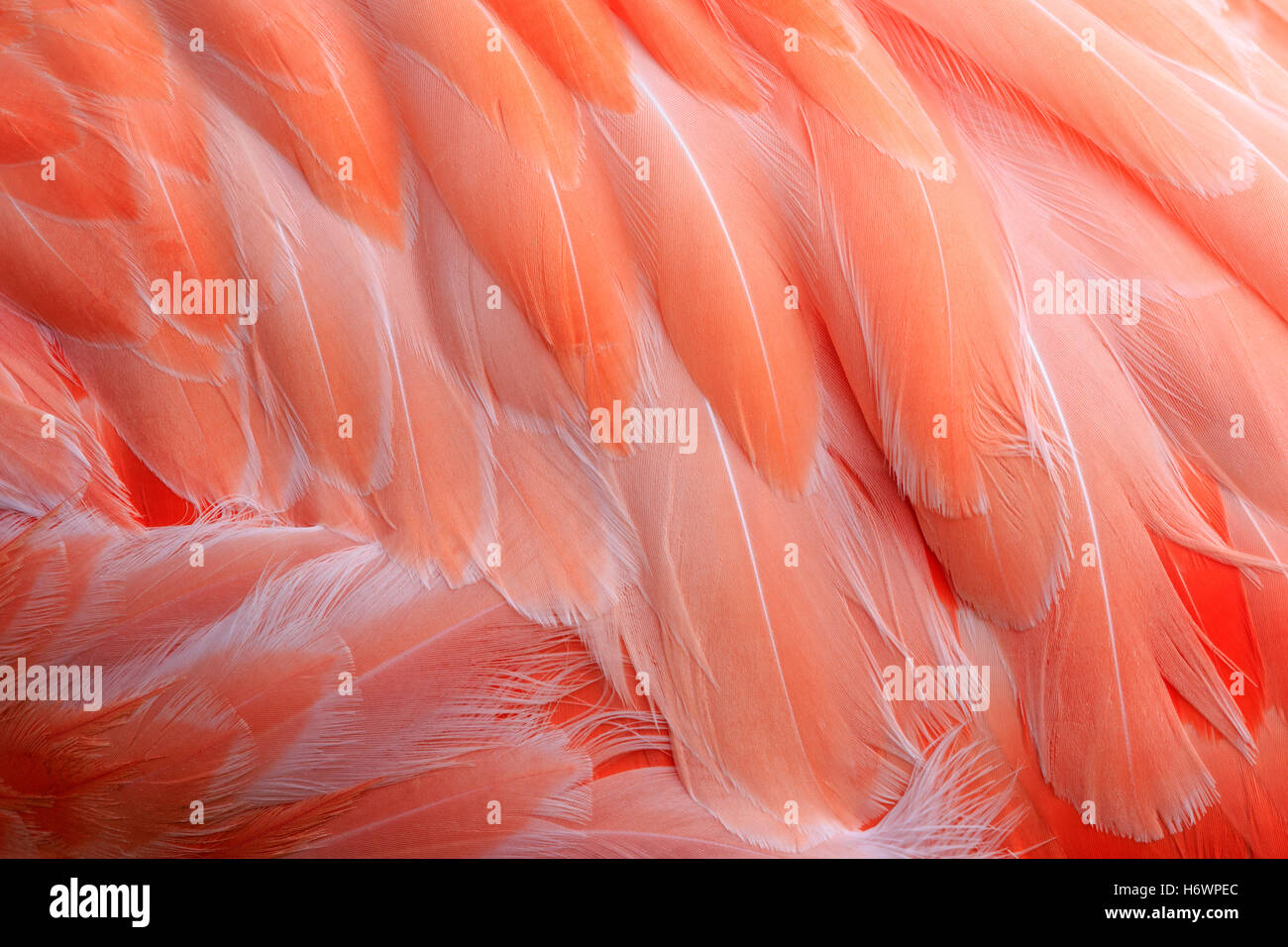 Libre d'un flamant rose corps. Banque D'Images