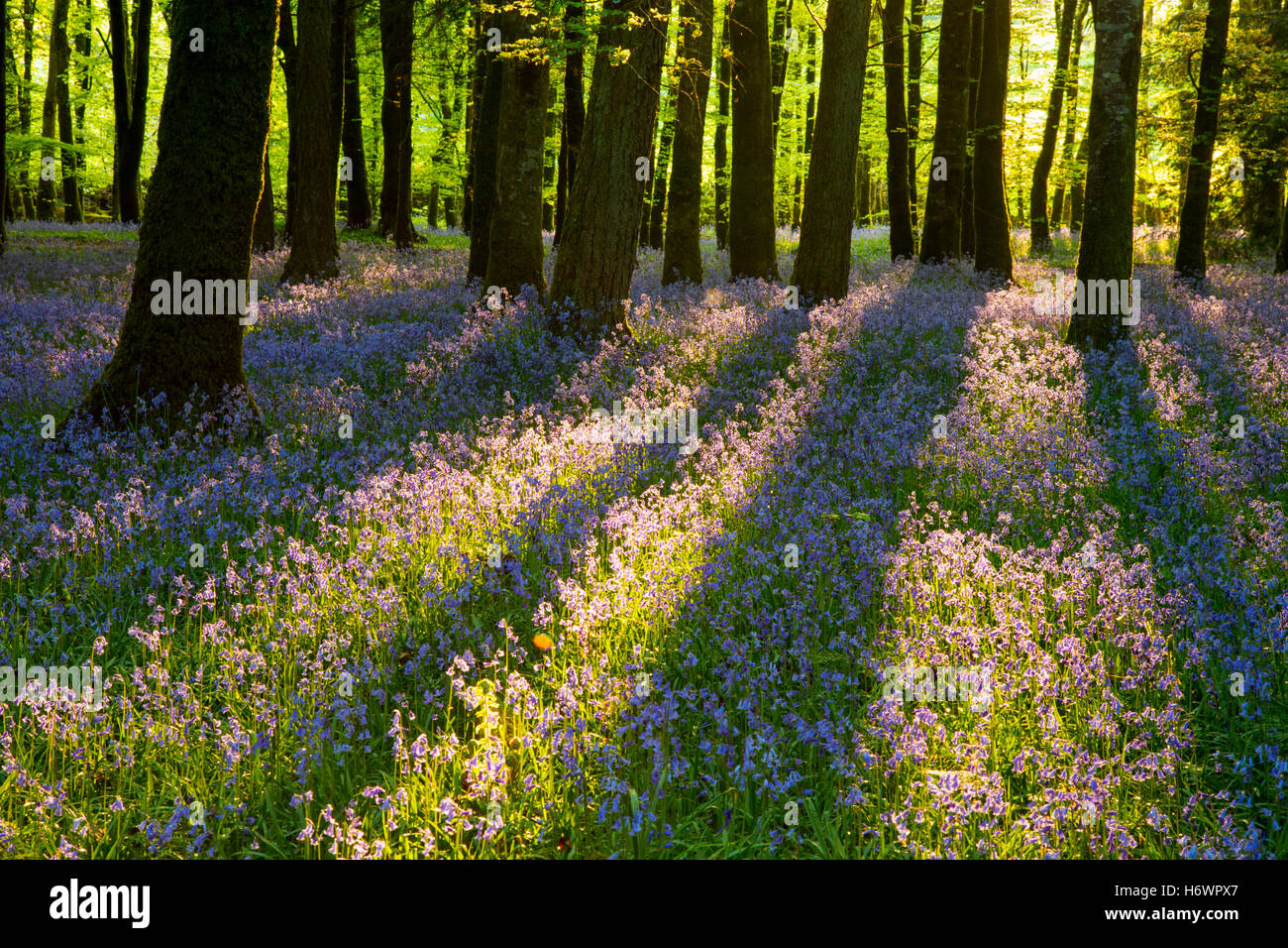 Bois Bluebell, Cootehall, comté de Roscommon, Irlande. Banque D'Images