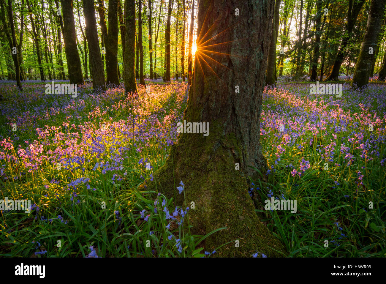 Soleil du soir et bois bluebell, Cootehall, comté de Roscommon, Irlande. Banque D'Images