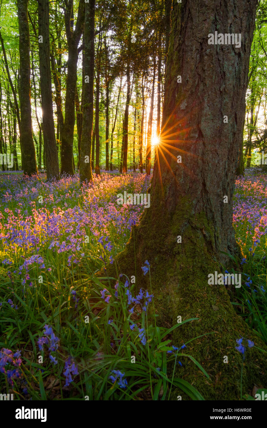Soleil du soir et bois bluebell, Cootehall, comté de Roscommon, Irlande. Banque D'Images