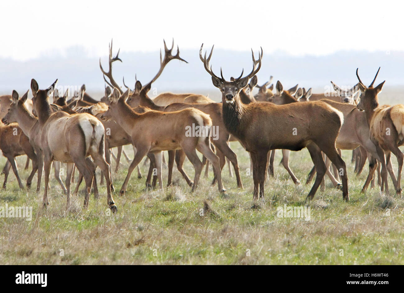 Aller à pied balades en gros gros énorme immense imposant puissant extrême parc pertinents mammifère animal brun brun brunette Banque D'Images