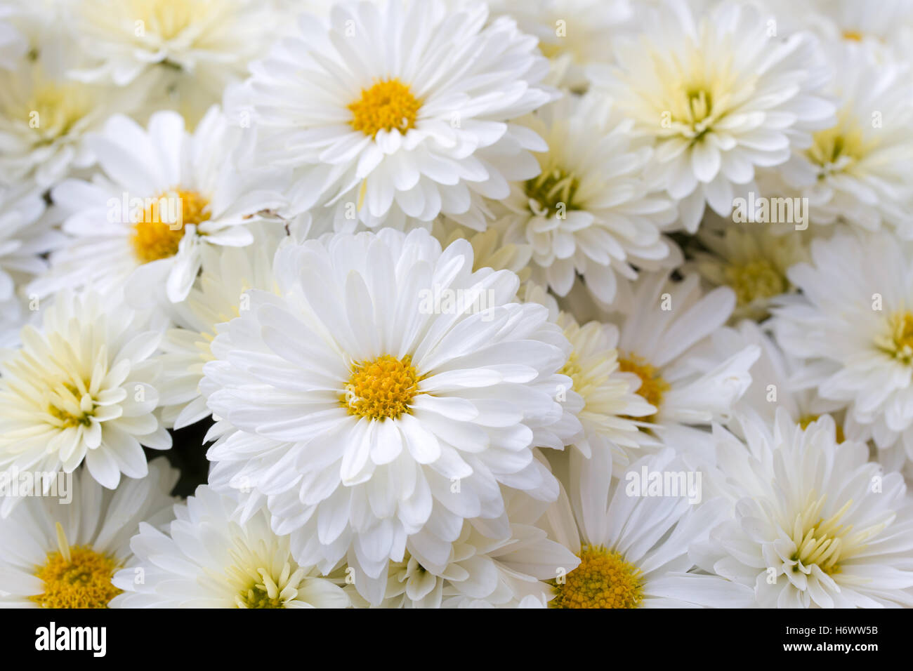 Fleur fleurir pâle flourishingly florissante chrysanthème blanc pur brillant blanc neige planter quelques plusieurs quelques macro Banque D'Images