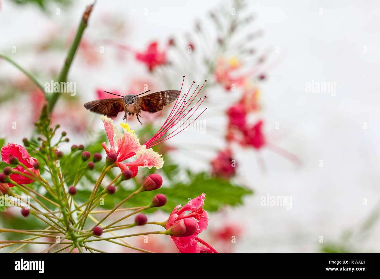 Sur un buisson de belles fleurs, il y a un papillon colibri nectar boissons à partir de la fleur Banque D'Images
