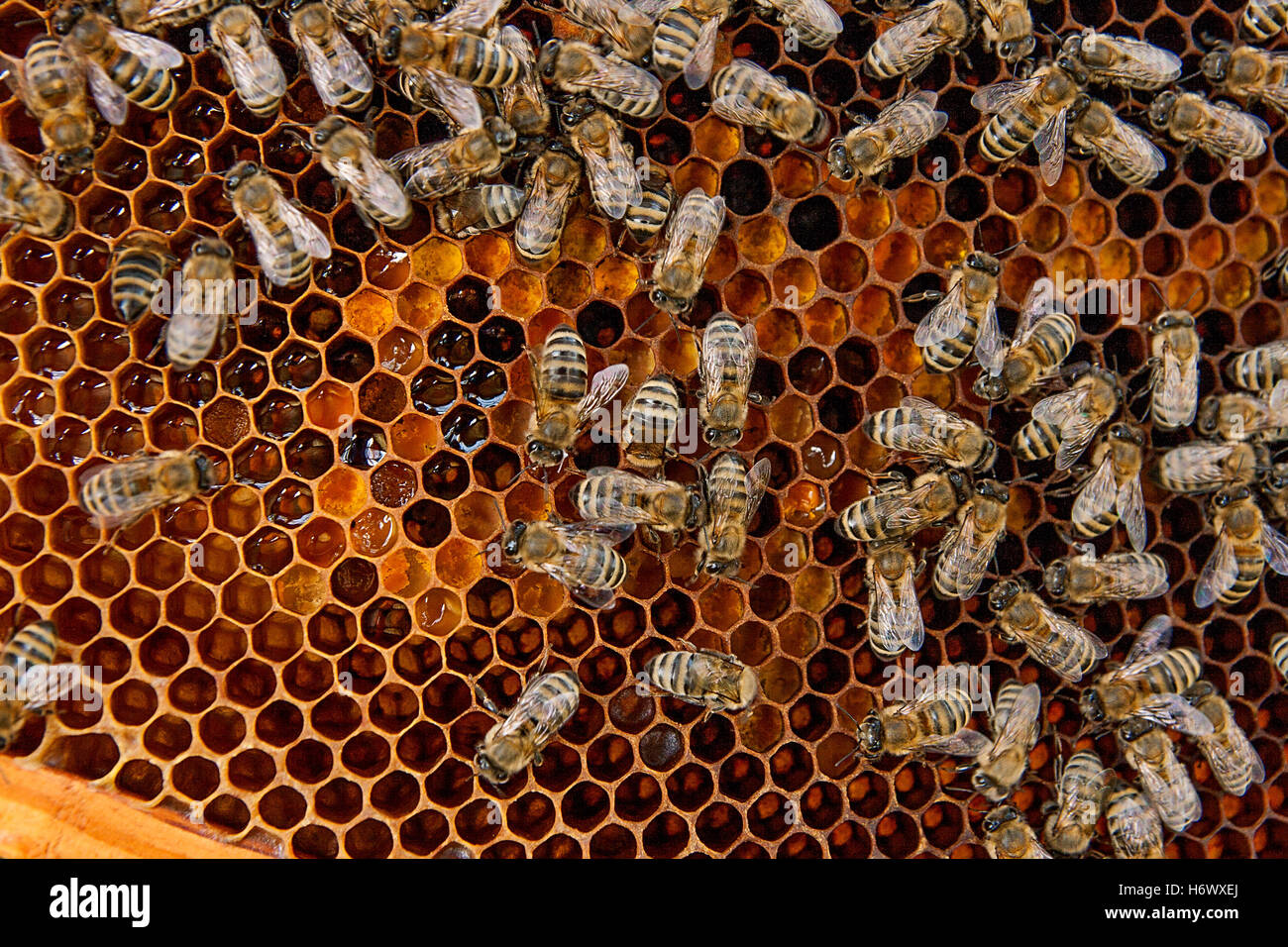 Vue rapprochée du groupe de travail sur le nid d'abeilles avec du miel doux. Le miel est l'apiculture produits sains. Le miel d'abeilles recueillies Banque D'Images
