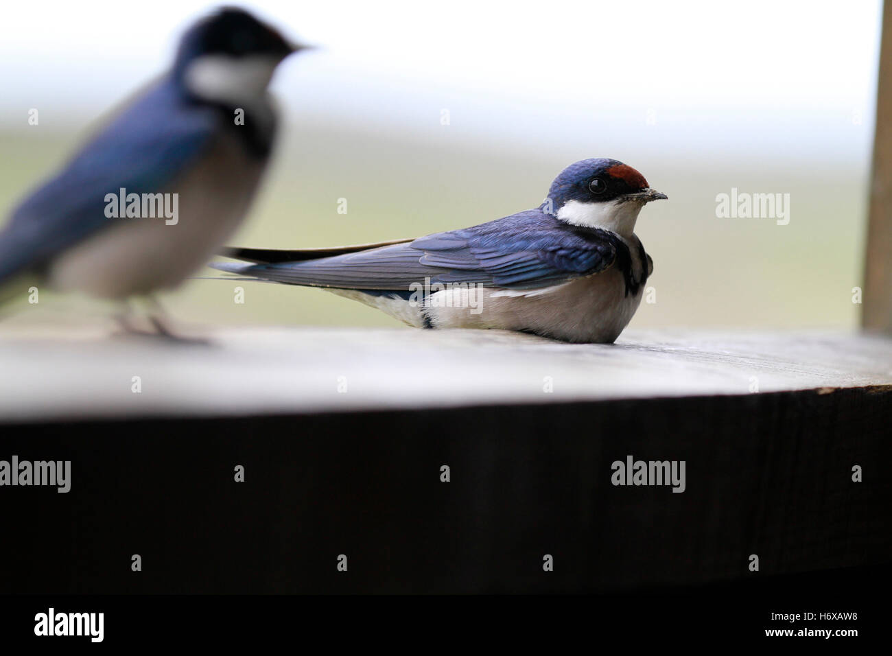 Hirundo albigularis ( White-throated Swallow) oiseaux sur une corniche dans un oiseau se cacher dans la West Coast National Park, Afrique du Sud. Banque D'Images