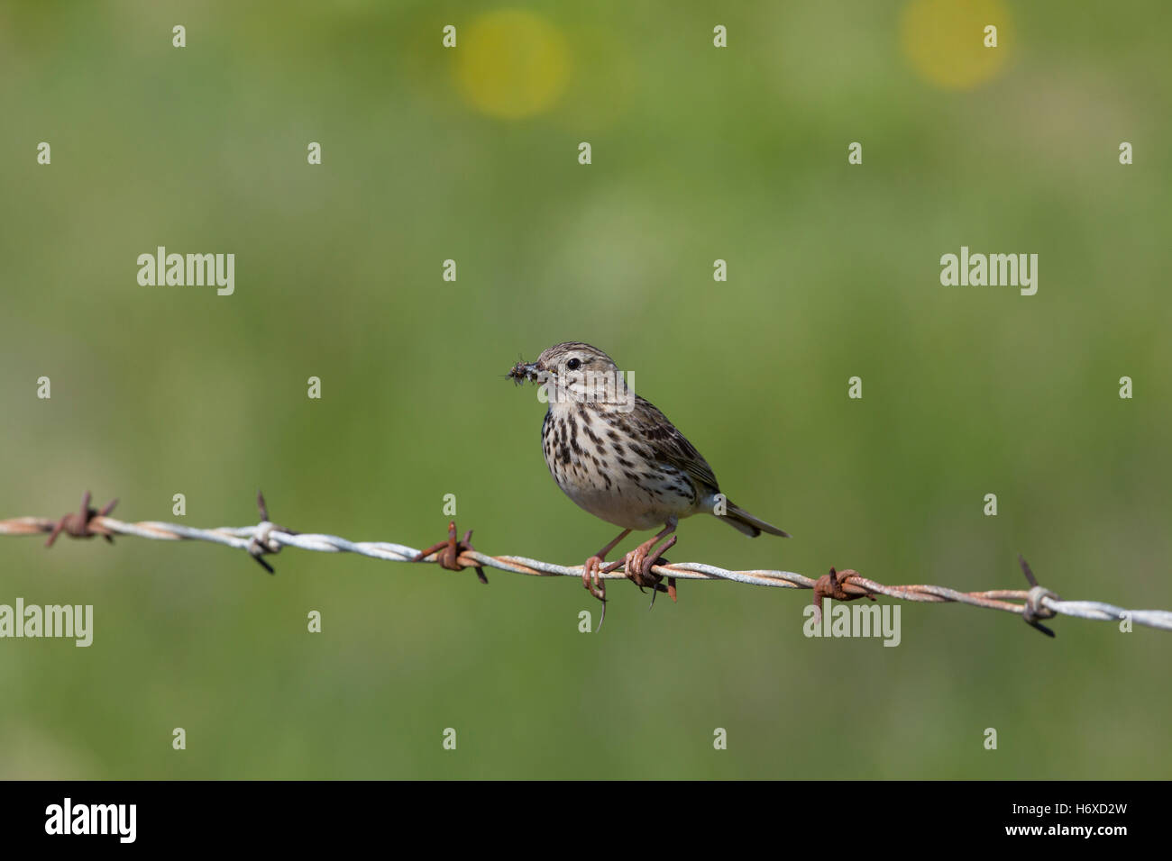 Meadow Pipit spioncelle Anthus pratensis ; seule exploitation Orcades ; Ecosse ; insectes UK Banque D'Images