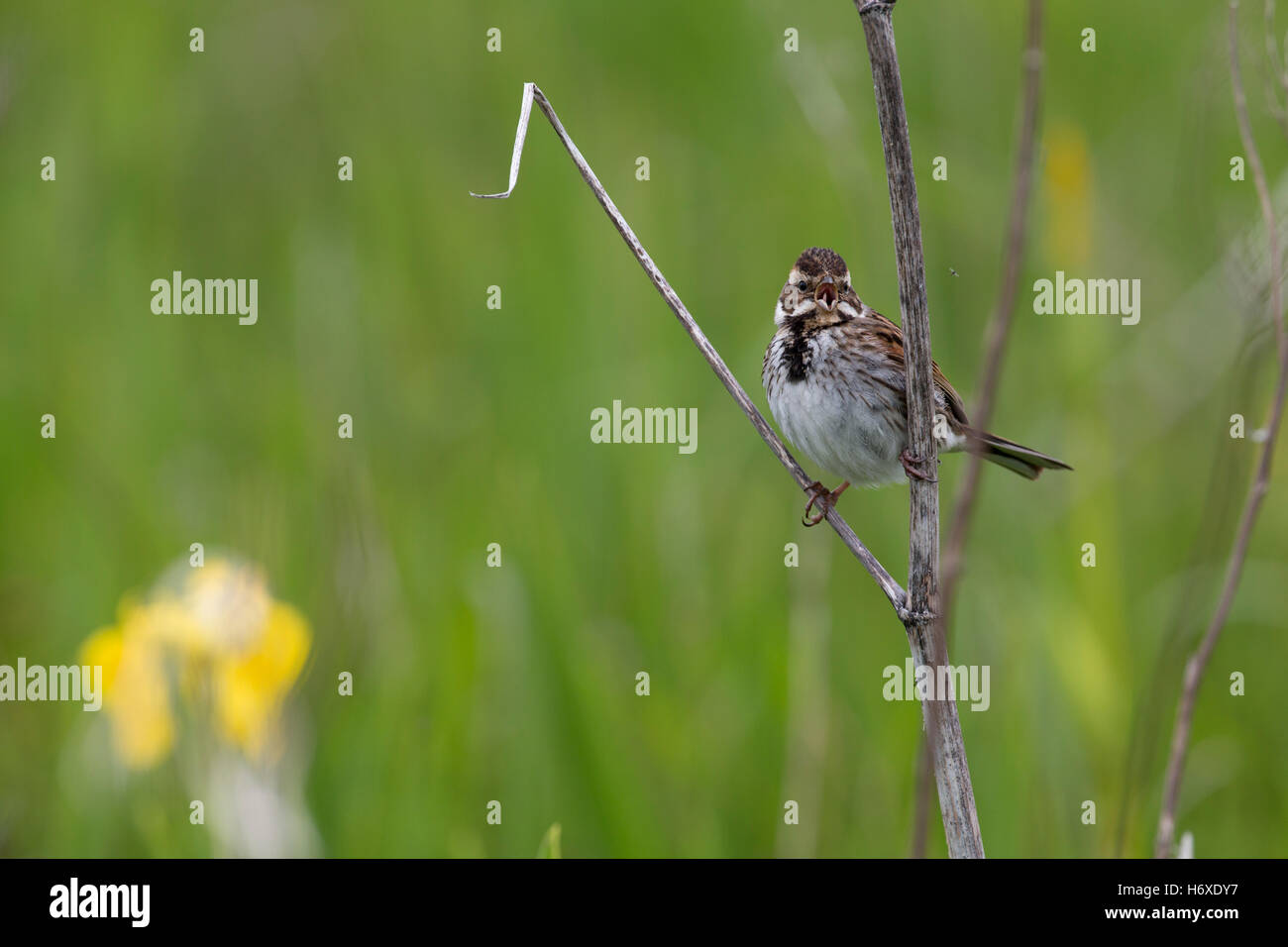 Bruant des roseaux Emberiza schoeniclus ; seule femelle appelant ; Orcades UK Banque D'Images