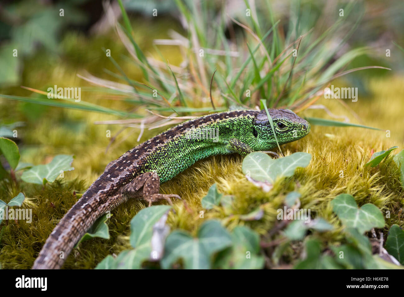 Sand lizard Lacerta agilis ; Homme célibataire Hampshire, Royaume-Uni Banque D'Images