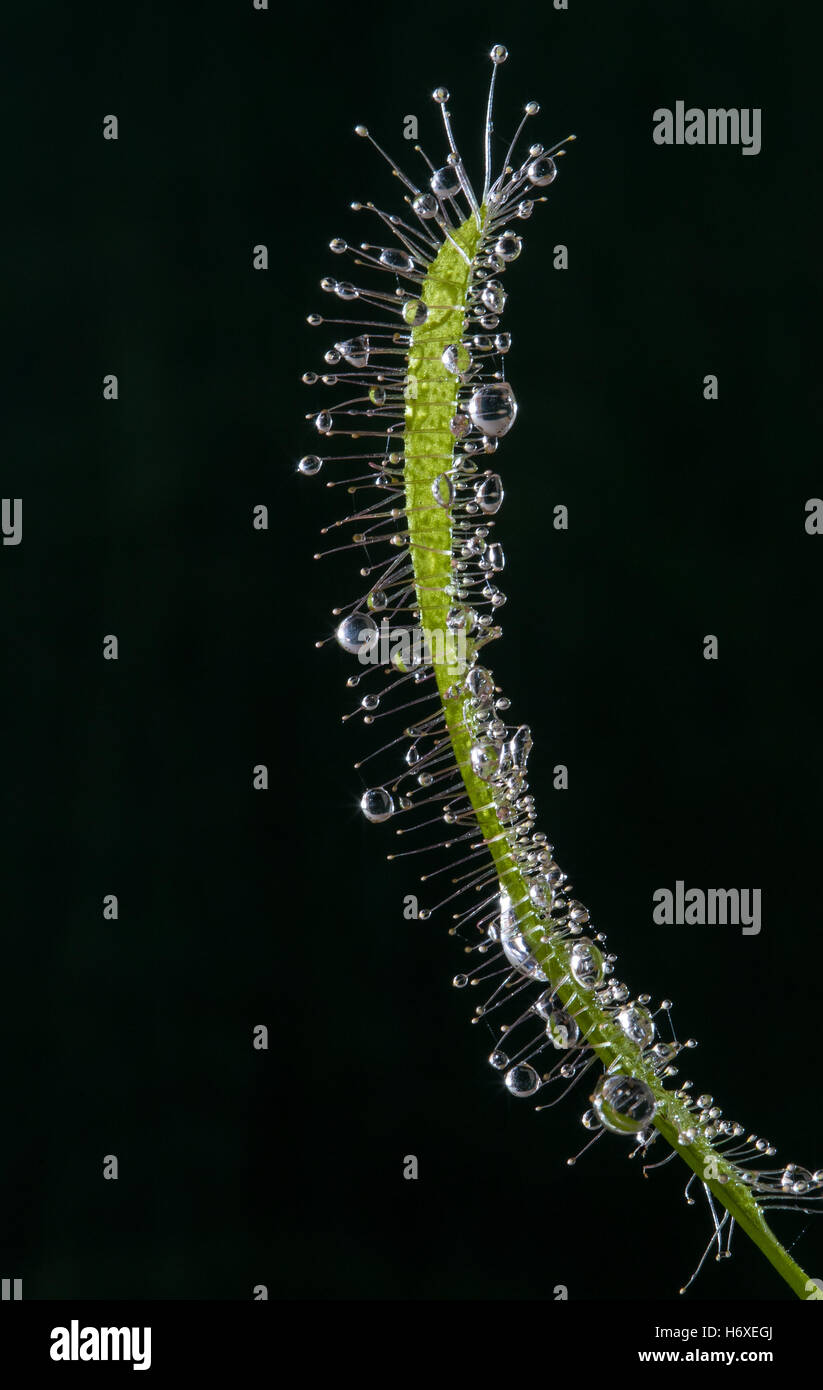 Feuille de macro d'une plante insectivore rossolis (Drosera capensis) originaire d'Afrique du Sud. Close up montre tentacules collantes utilisées Banque D'Images