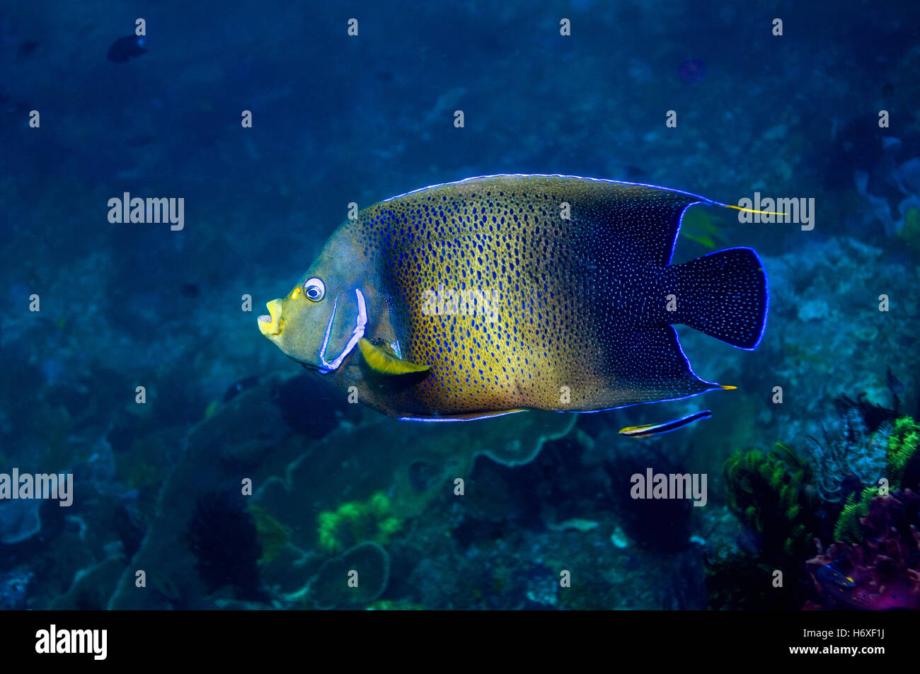Angelfish Pomacanthus semicirculatus semi-circulaire [piscine] plus de barrière de corail. Le Parc National de Komodo, en Indonésie. Indo-pacifique. Banque D'Images