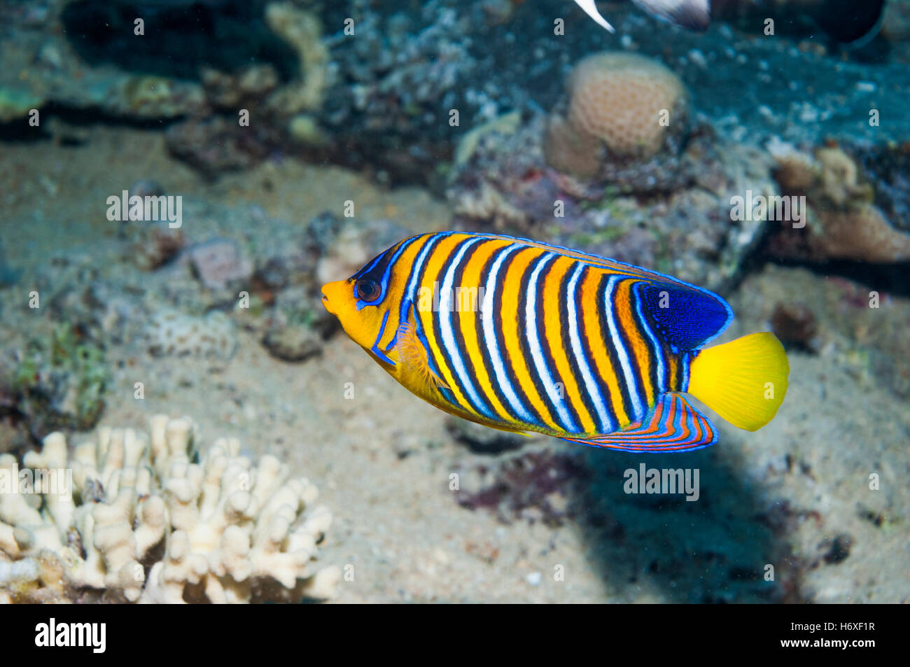 [Pygoplites diacanthus Regal angelfish]. L'Egypte, Mer Rouge. Banque D'Images