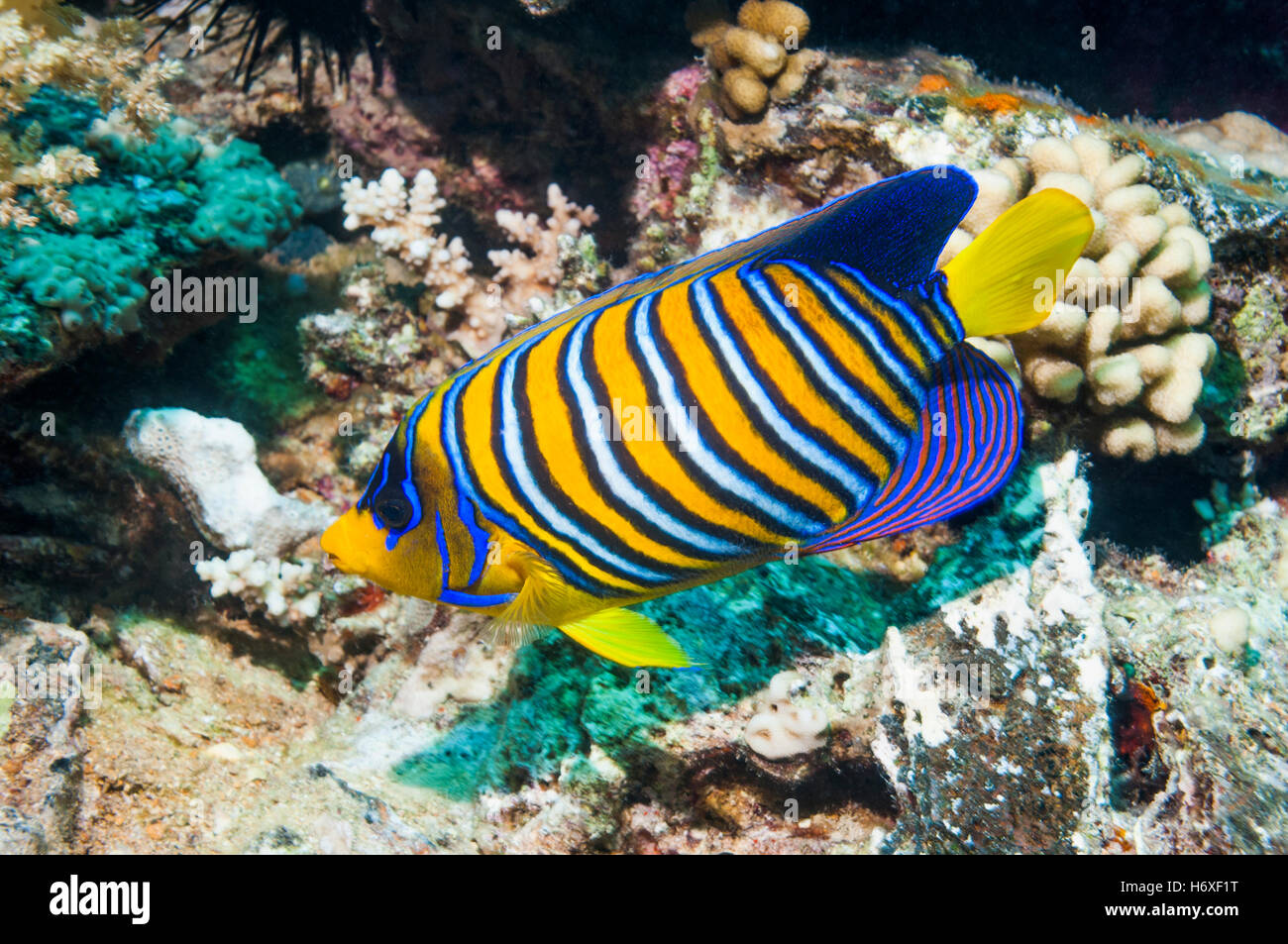 [Pygoplites diacanthus Regal angelfish]. L'Egypte, Mer Rouge. Banque D'Images