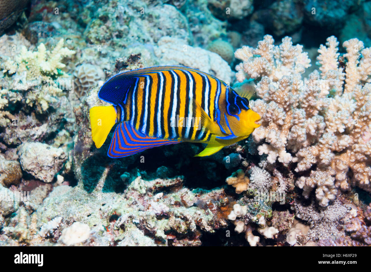 [Pygoplites diacanthus Regal angelfish]. L'Egypte, Mer Rouge. Banque D'Images