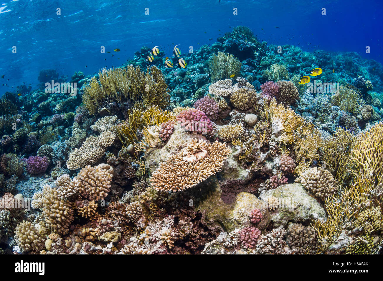 Haut de coral reef avec Red Sea bannerfish [Heniochus intermedius] et papillons de la Mer Rouge [Chaetodon fasciatus]. L'Égypte, le rouge se Banque D'Images