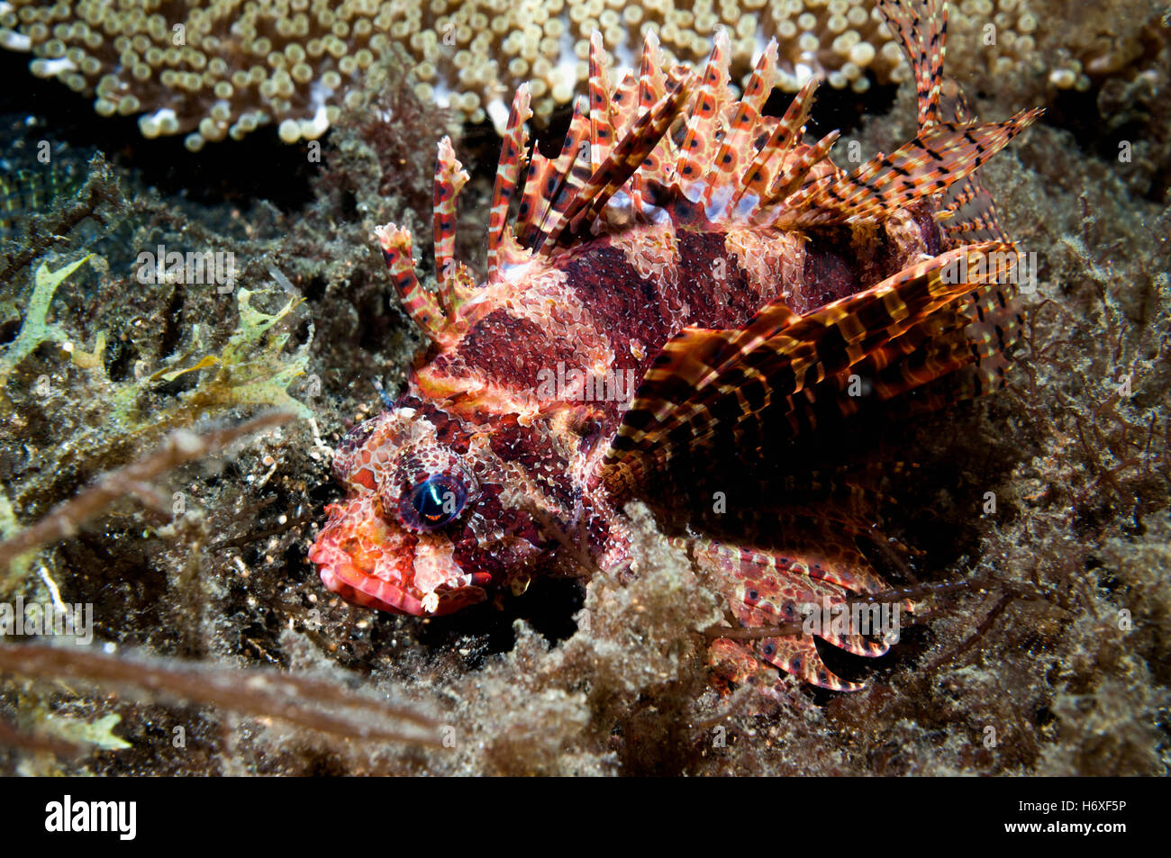 Dendrochirus zebra Zebra poissons lion []. , Lembeh Sulawesi, Indonésie. Banque D'Images