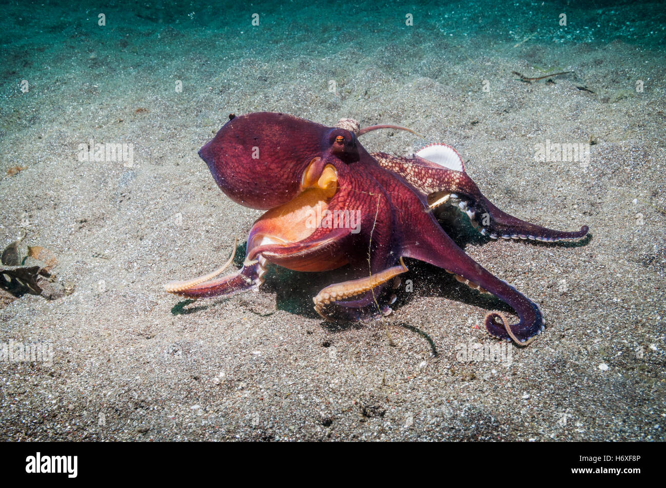 Ou veiné Coconut octopus [Amphioctopus marginatus]. Détroit de Lembeh, Sulawesi, Indonésie. Banque D'Images