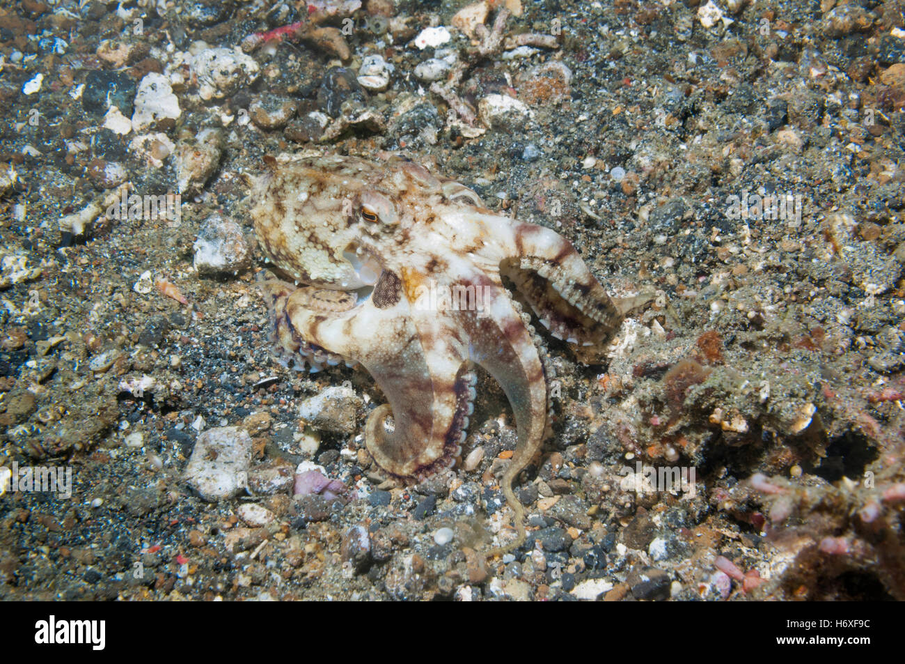 Amphioctopus ocellate Poison [octopus siamensis (anciennement Octopus mototi)]. , Lembeh Sulawesi, Indonésie. Banque D'Images