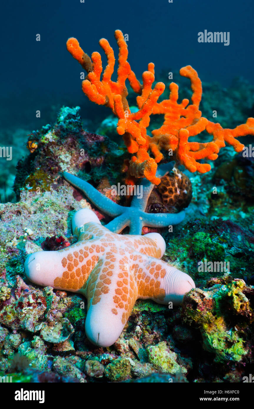 (Choriaster granulatus coussin étoiles), bleue linckia Linckia laevigata (étoile de mer) et de la corde rouge (éponge Amphimedon compressa). Mal Banque D'Images