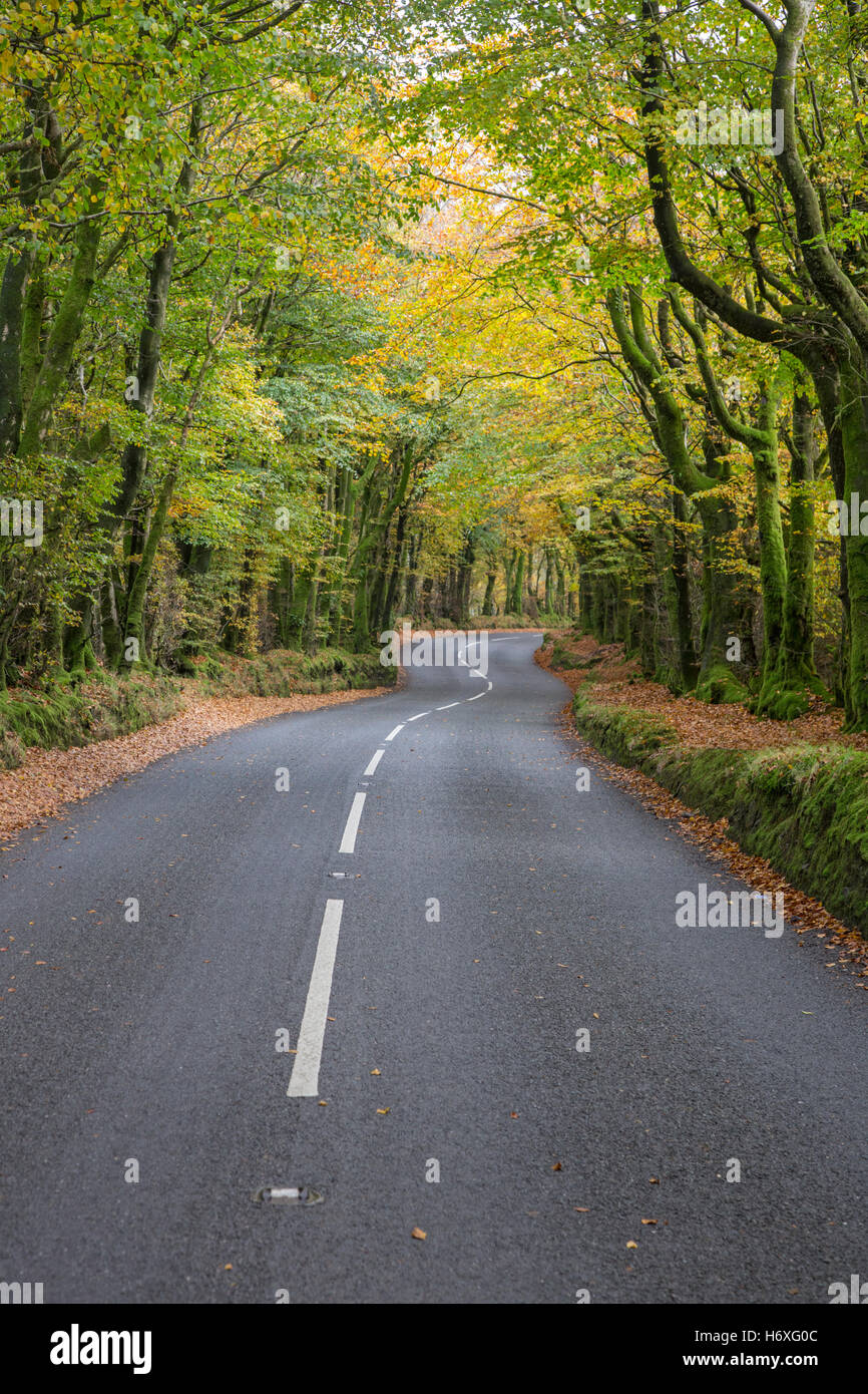 Une route de campagne en automne. Angleterre, Royaume-Uni Banque D'Images