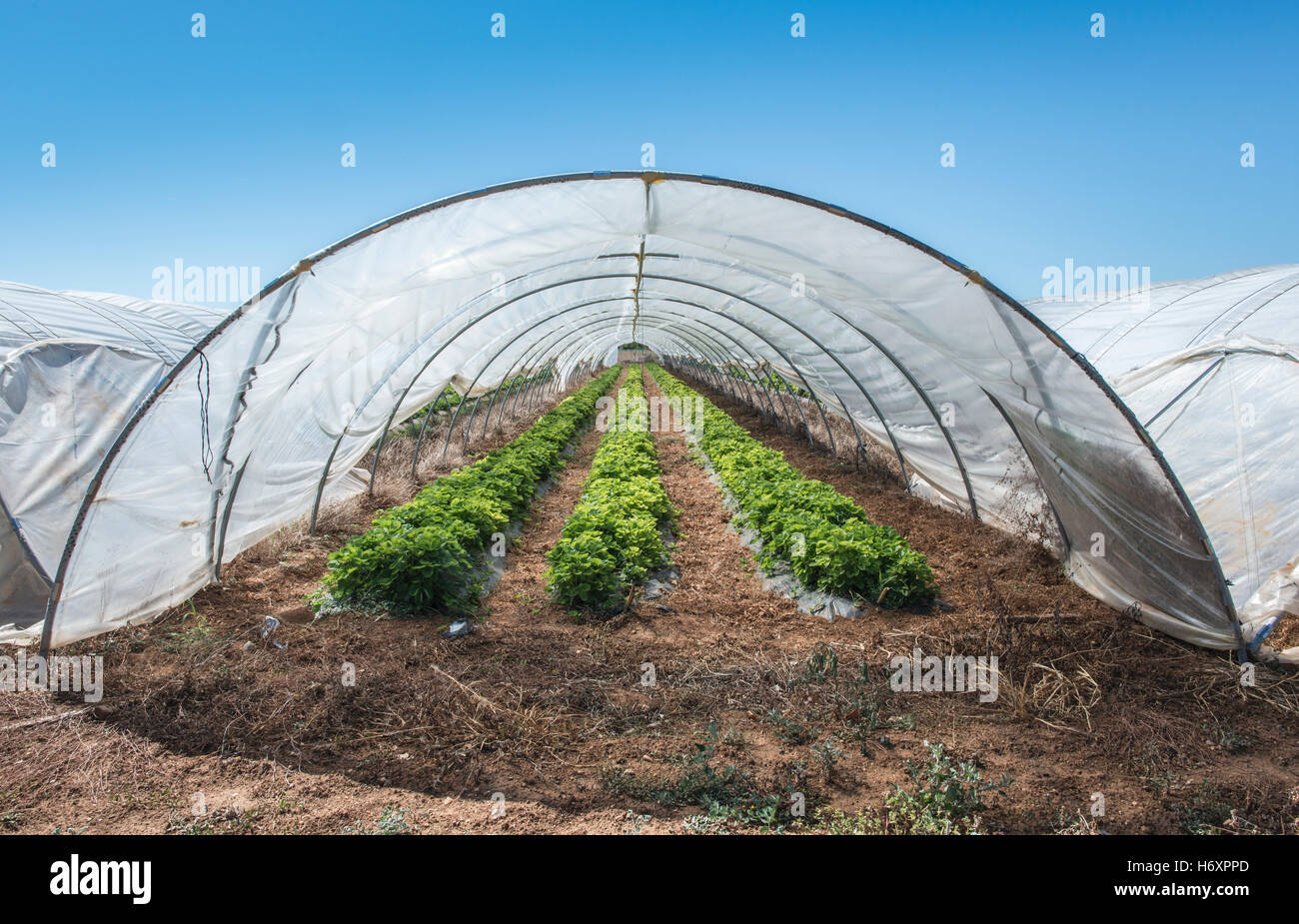 Les fraises au green house. La lumière du soleil Banque D'Images