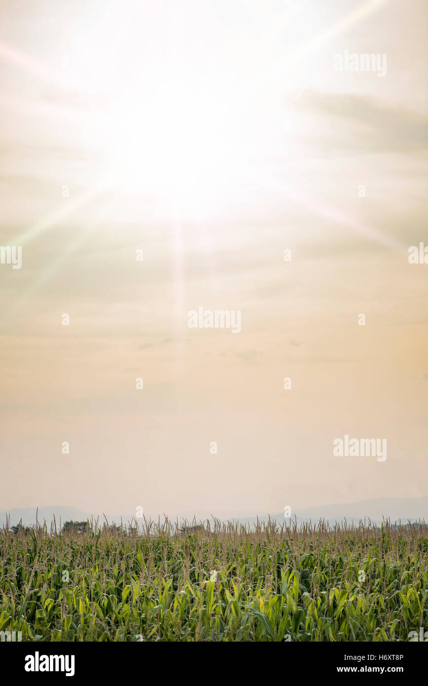 Les semis de maïs et fond de ciel ensoleillé Banque D'Images