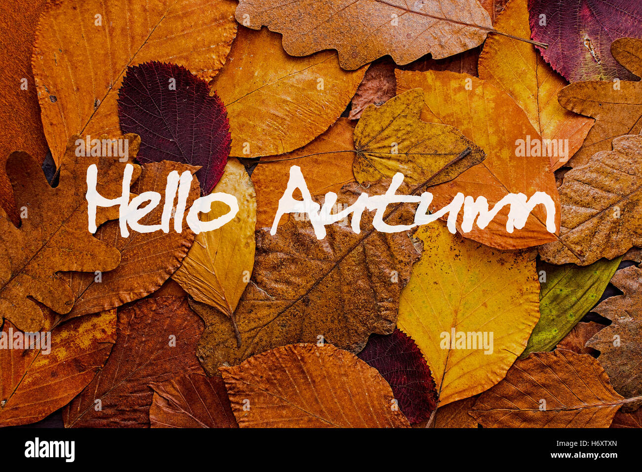 Les feuilles d'automne Arrière-plan coloré. Bonjour Automne Fond d'Concept. Banque D'Images