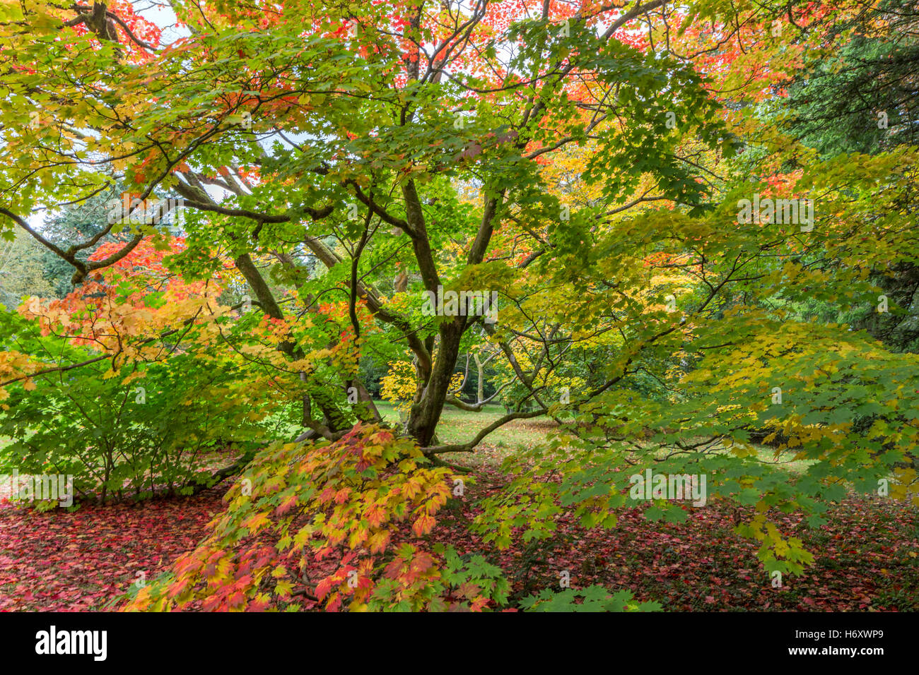 Érables du Japon à l'automne couleur à Westonbirt Arboretum National, Gloucestershire, England, UK Banque D'Images