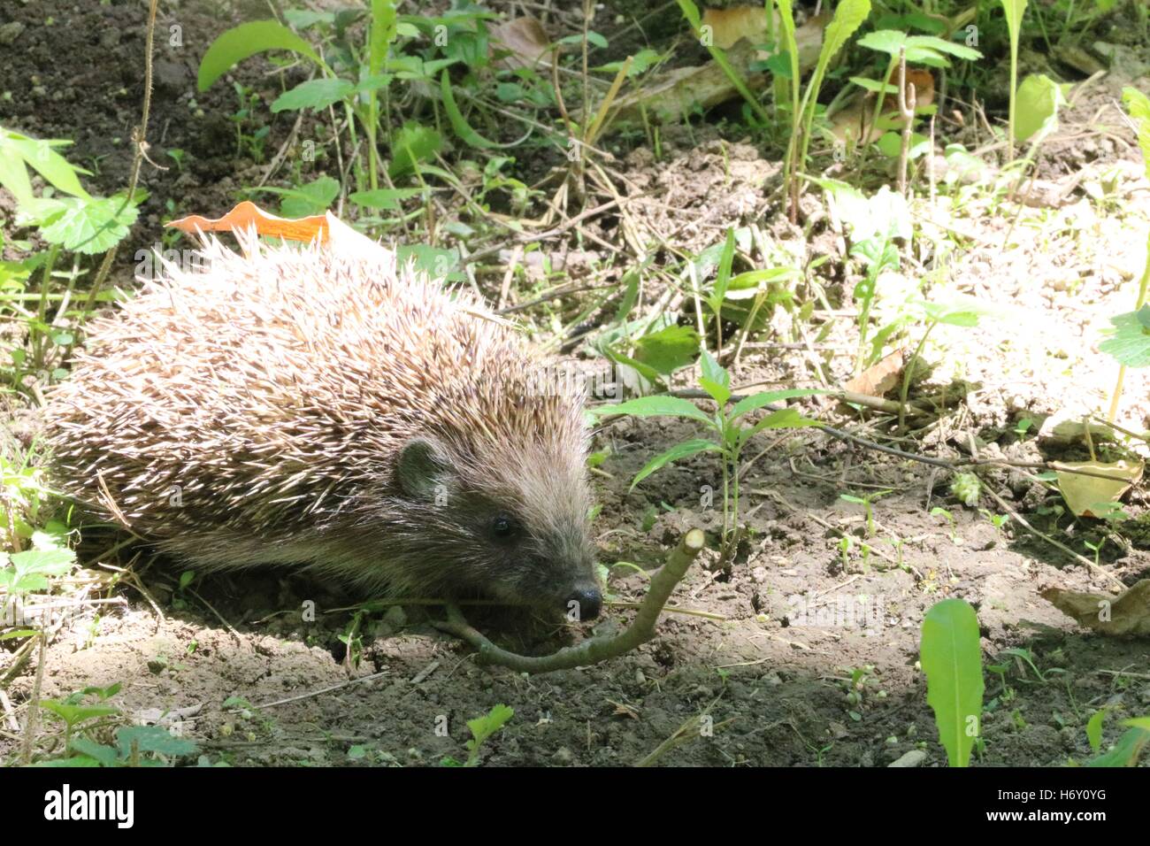 Les jeunes hedgehog dans l'habitat naturel disponible en haute résolution et plusieurs tailles pour s'adapter aux besoins de votre projet Banque D'Images