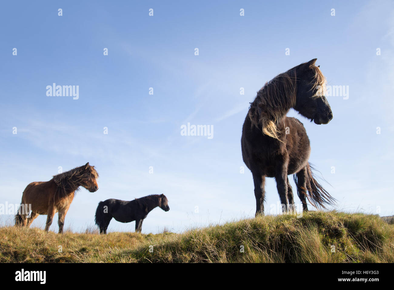 Poneys Dartmoor depuis une haute crête sur la lande. Banque D'Images