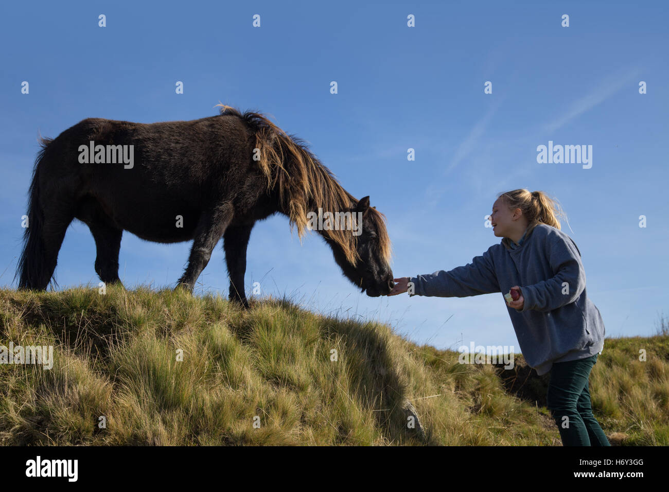 Une fille rss une pomme à un poney dartmoor, avec un ciel bleu toile Banque D'Images
