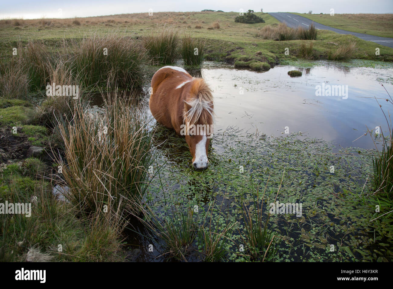 Un poney dartmoor manger les feuilles et l'eau potable tandis que debout dans un étang sur la lande. Banque D'Images